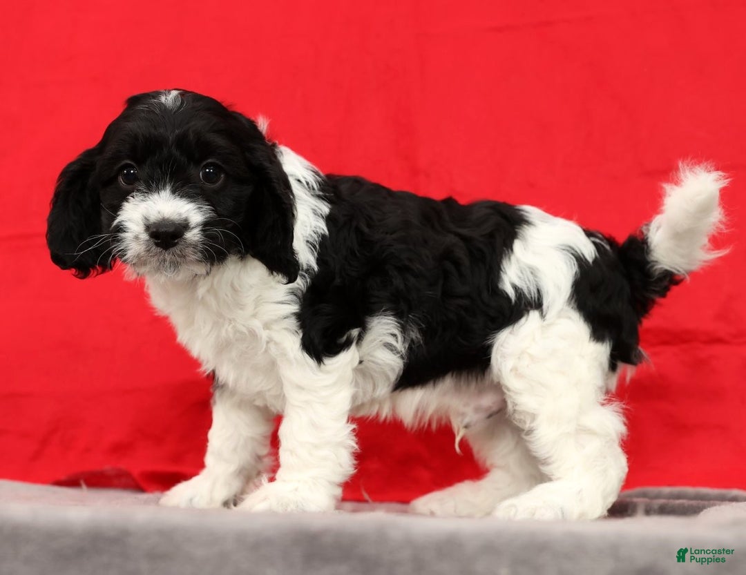 Cavapoo dogs for sale: Scott - Ad 7