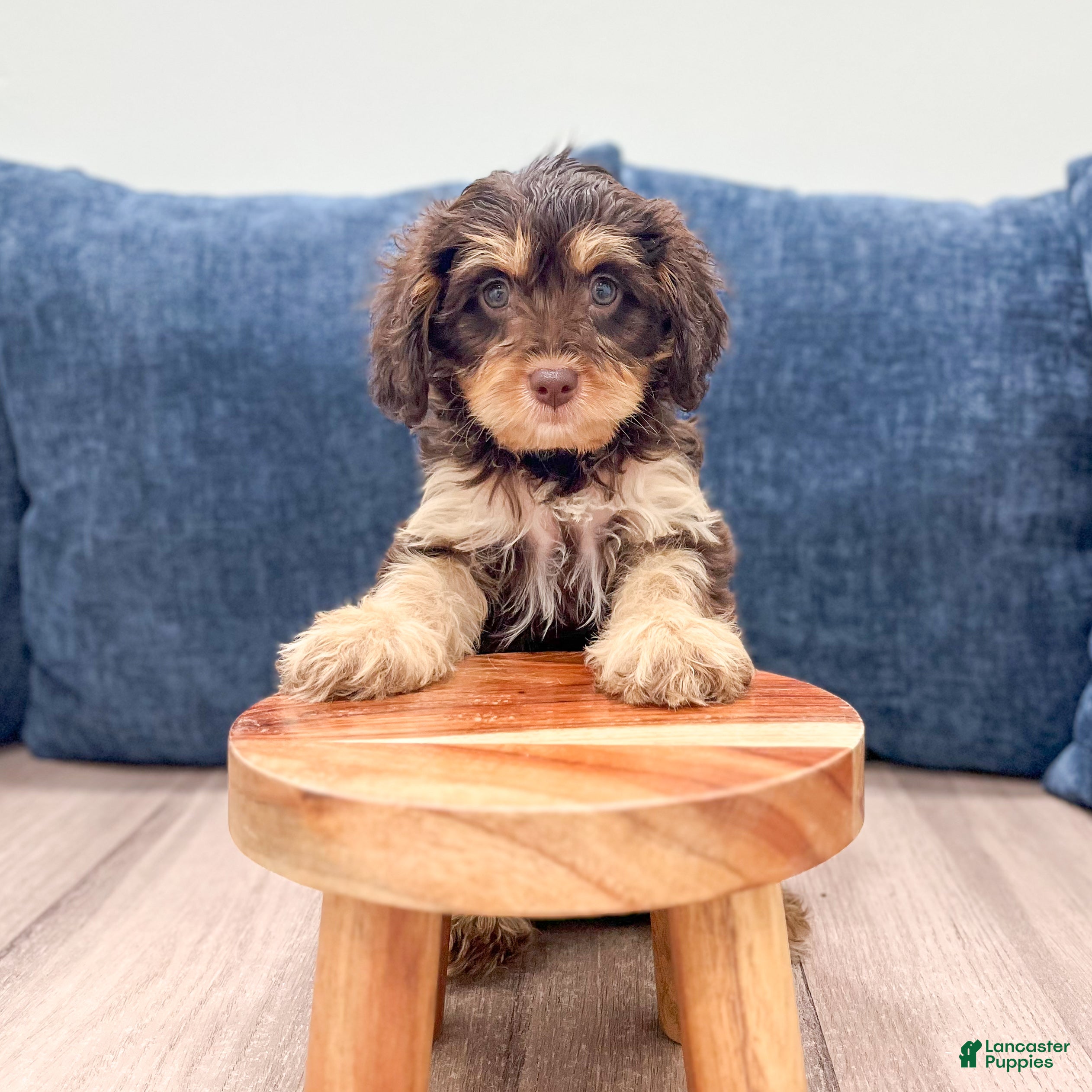 Cavapoo dogs Mocha - Ad 2