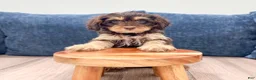 Cavapoo dogs for sale: Mocha - Ad 2