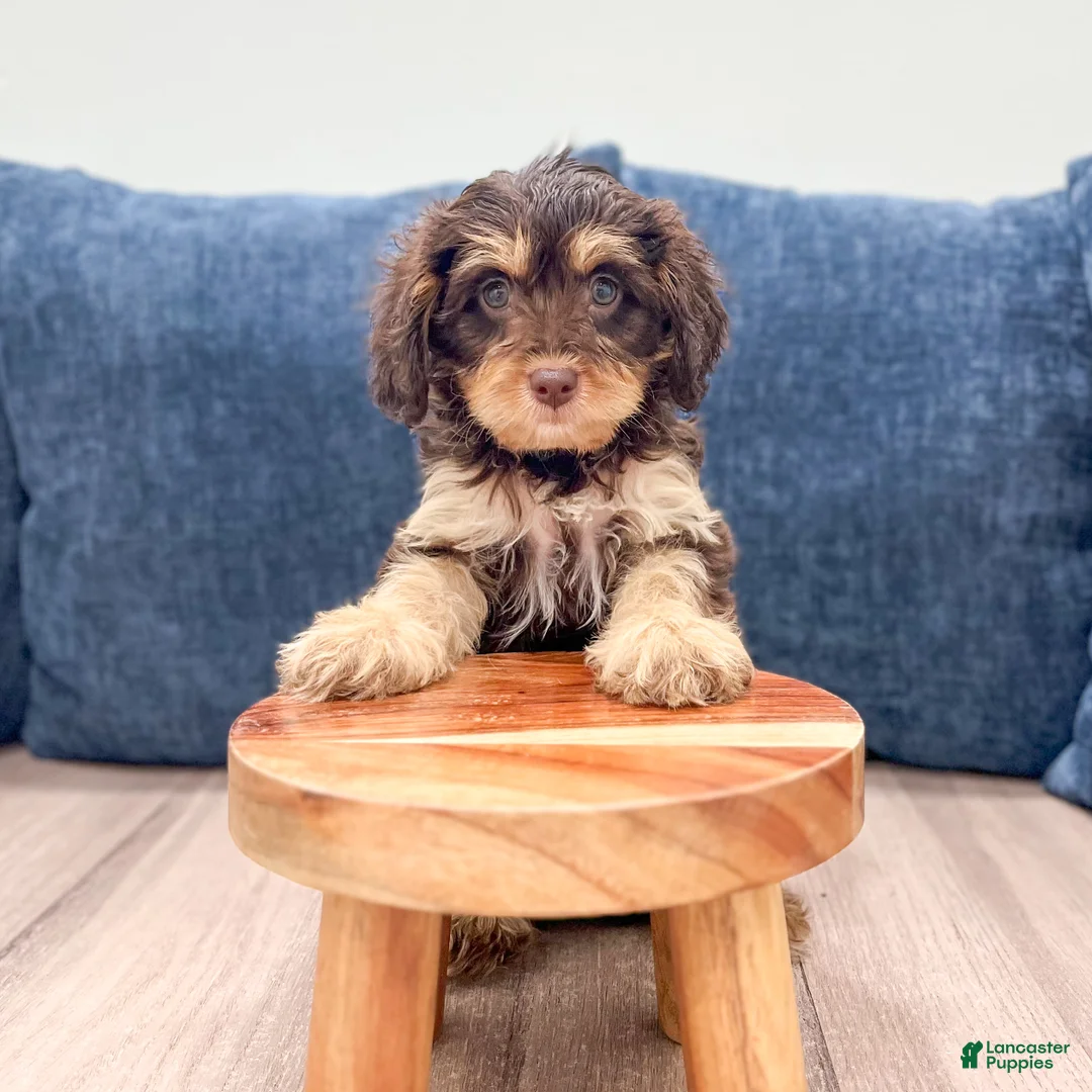Cavapoo dogs for sale: Mocha - Ad 2