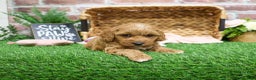Mini Goldendoodle dogs for sale: Macaroni  - Ad 4