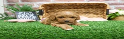Mini Goldendoodle dogs for sale: Macaroni  - Ad 14