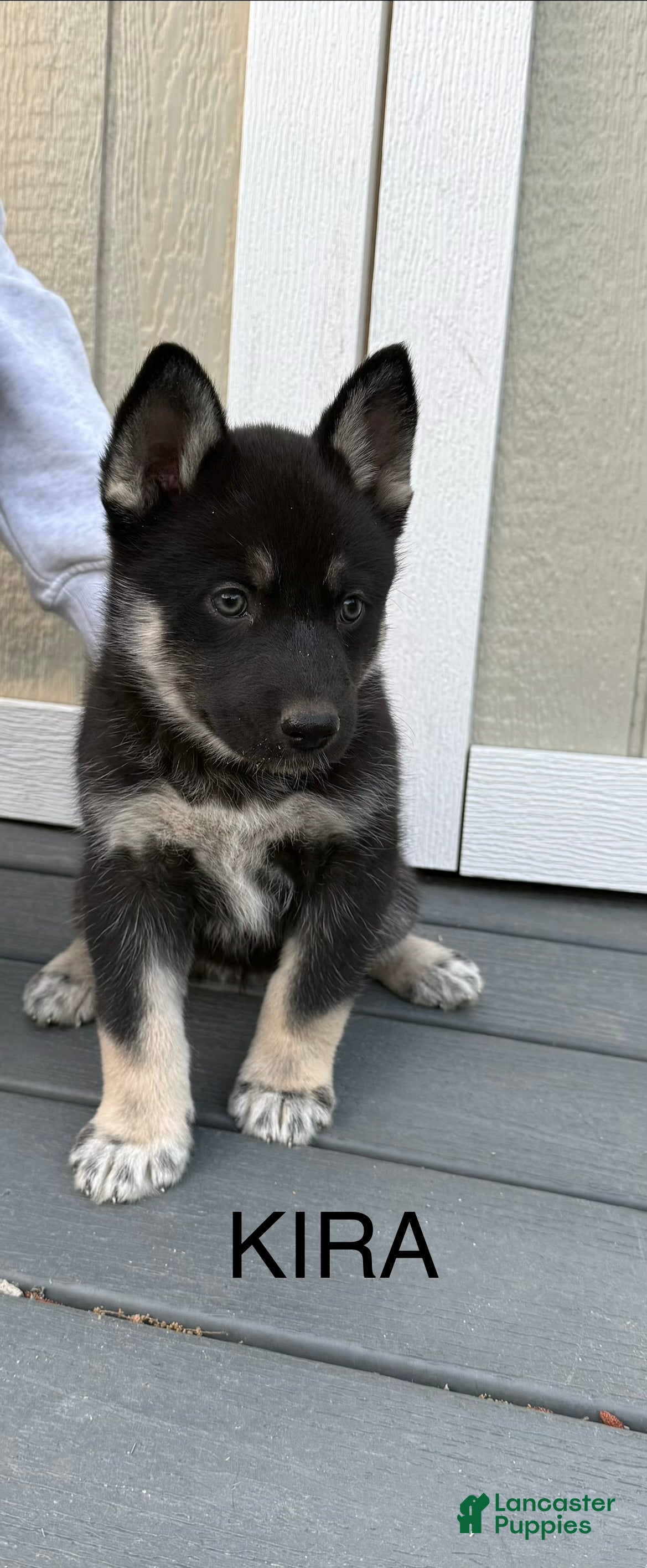 Gerberian Shepsky dogs Gerberian Shepsky Puppy 4 - Ad 6