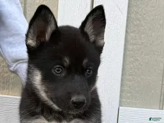 Gerberian Shepsky dogs Gerberian Shepsky Puppy 4 - Ad 25