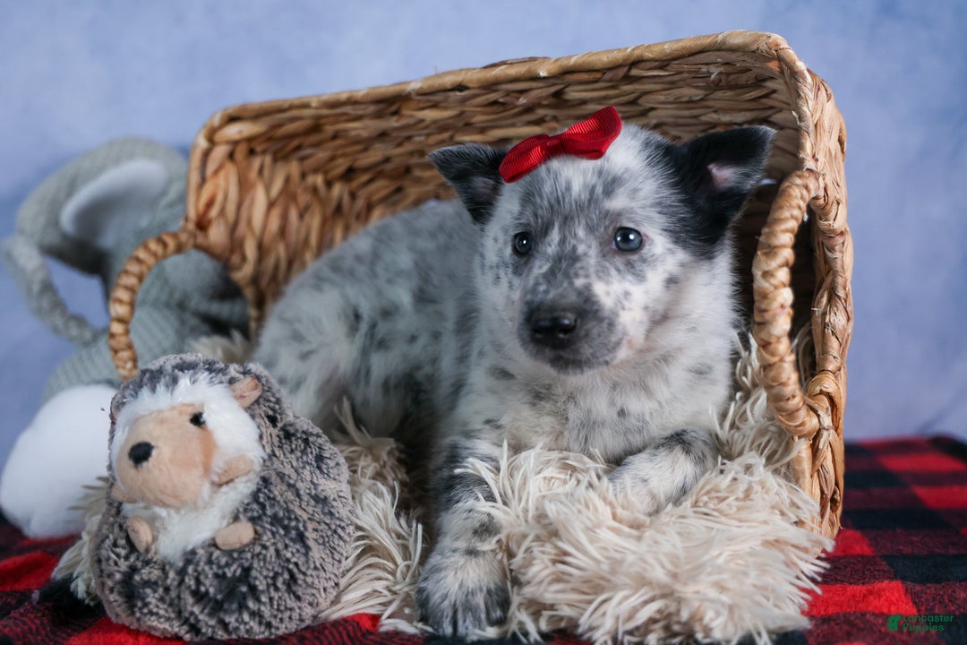 Mixed Breed dogs for sale: DAWN - Ad 4