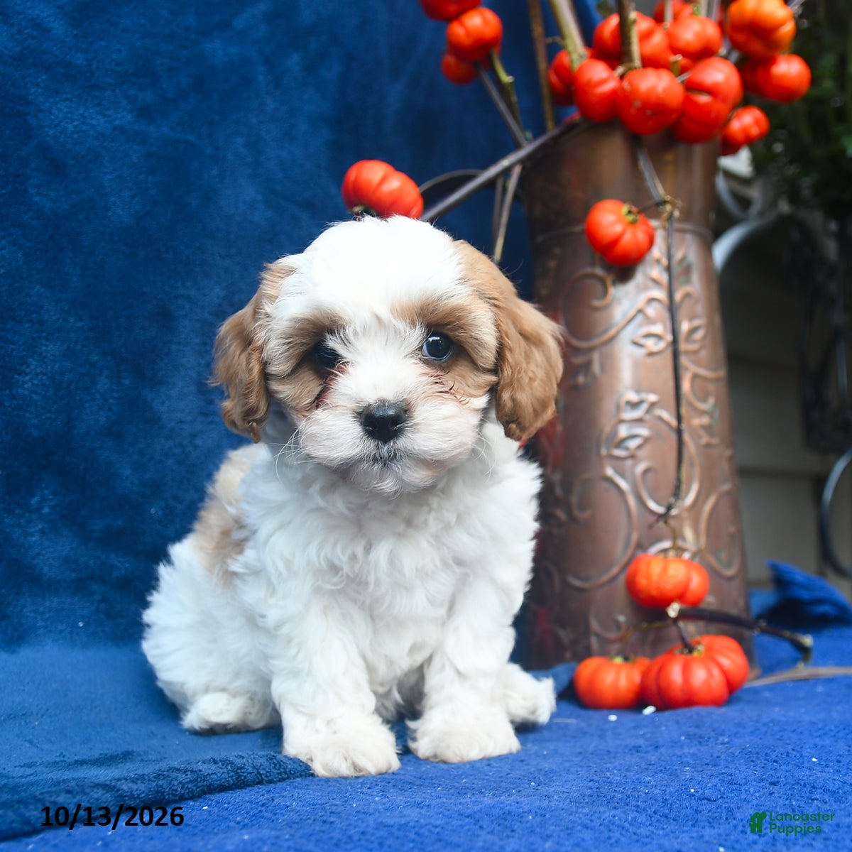 Cavapoo dogs Jazellele - Ad 2