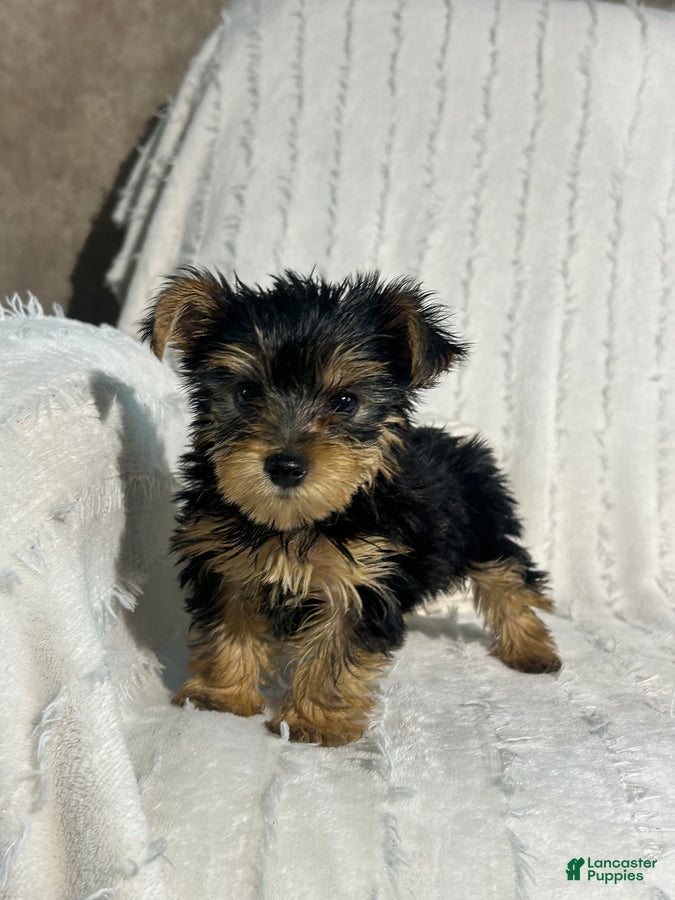 Yorkshire Terrier dogs Ellie - Ad 2
