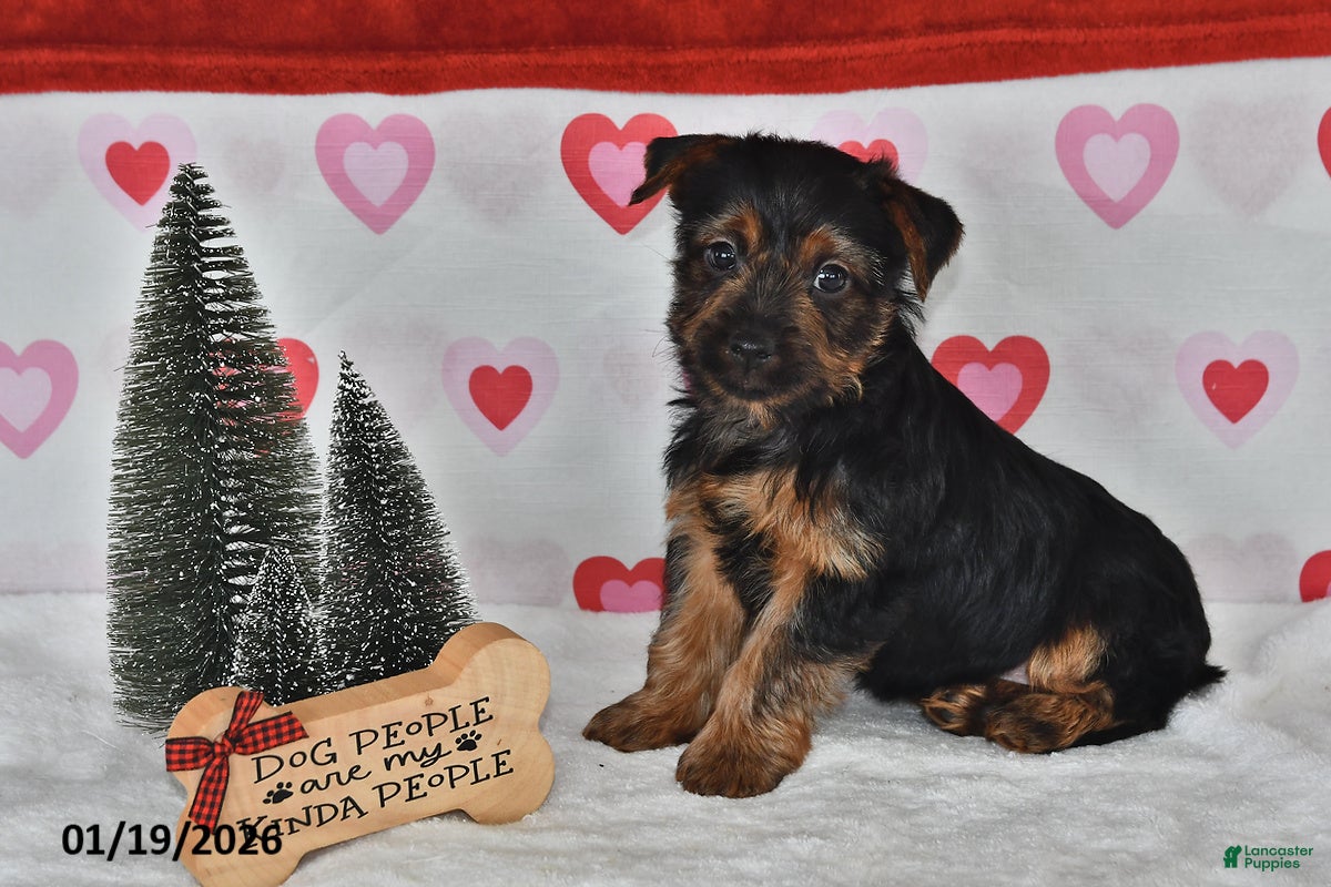 Yorkshire Terrier dogs Abe  - Ad 11