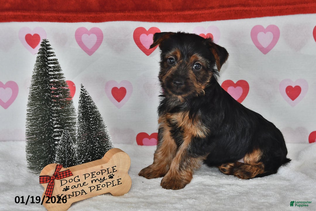 Yorkshire Terrier dogs for sale: Abe  - Ad 1