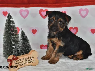 Yorkshire Terrier dogs Abe - Ad 42