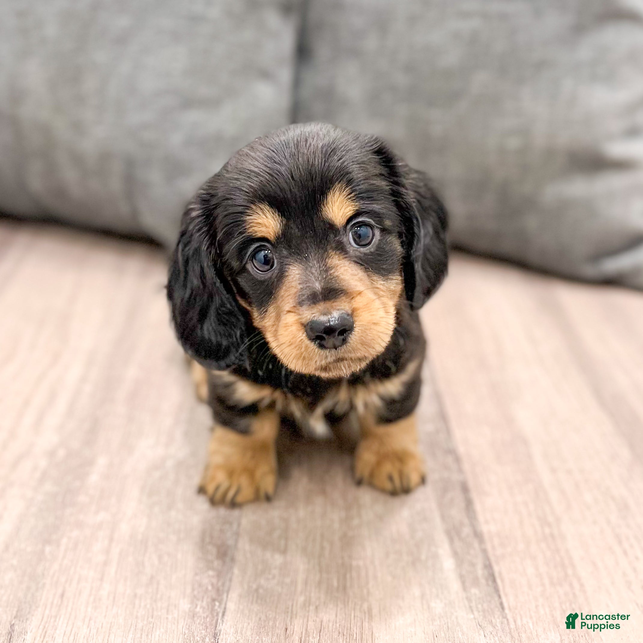Miniature Dachshund dogs Jenny - Ad 2
