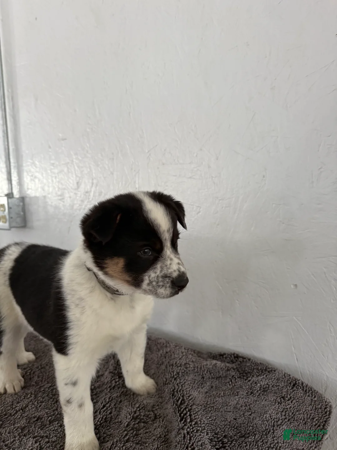 Mixed Breed dogs for sale: Oreo - Ad 7