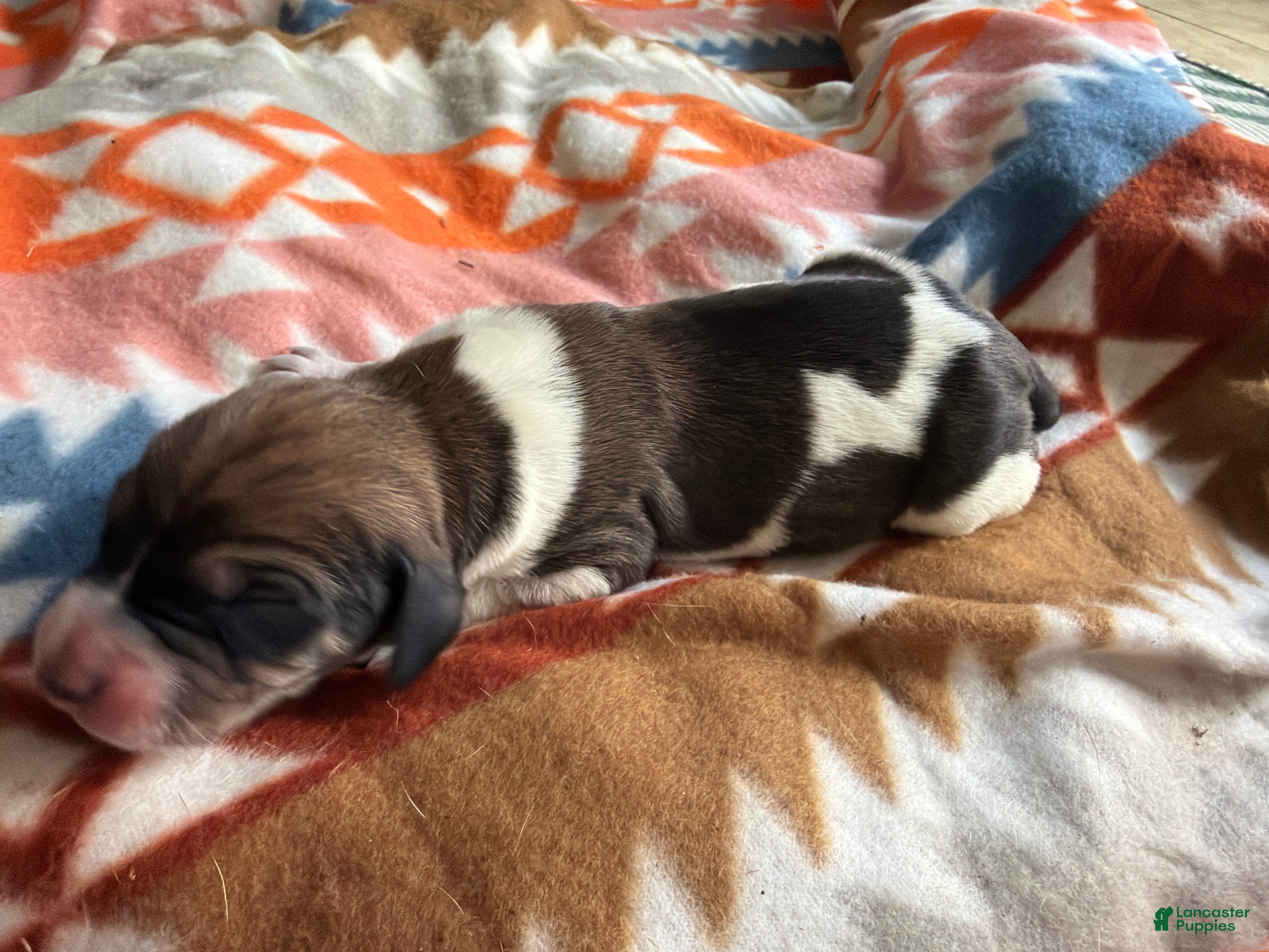 Mixed Breed dogs Koda - Ad 10