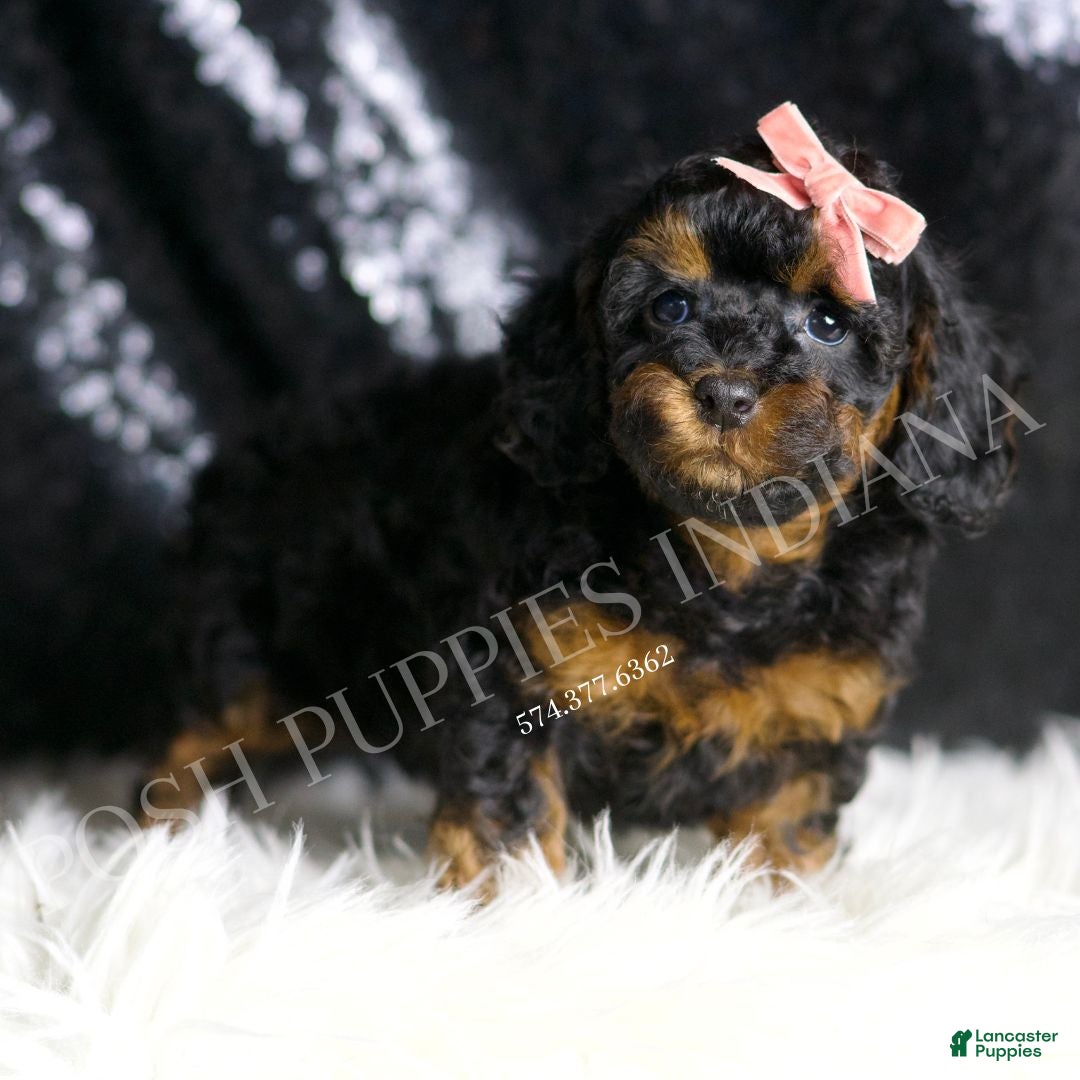 Toy Poodle dogs for sale: Ginny  - Ad 5