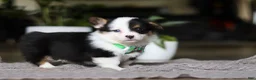 Welsh Corgi Pembroke dogs for sale: Benji - Ad 2