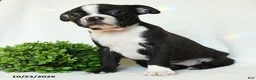 Boston Terrier dogs for sale: Gerldine - Ad 4