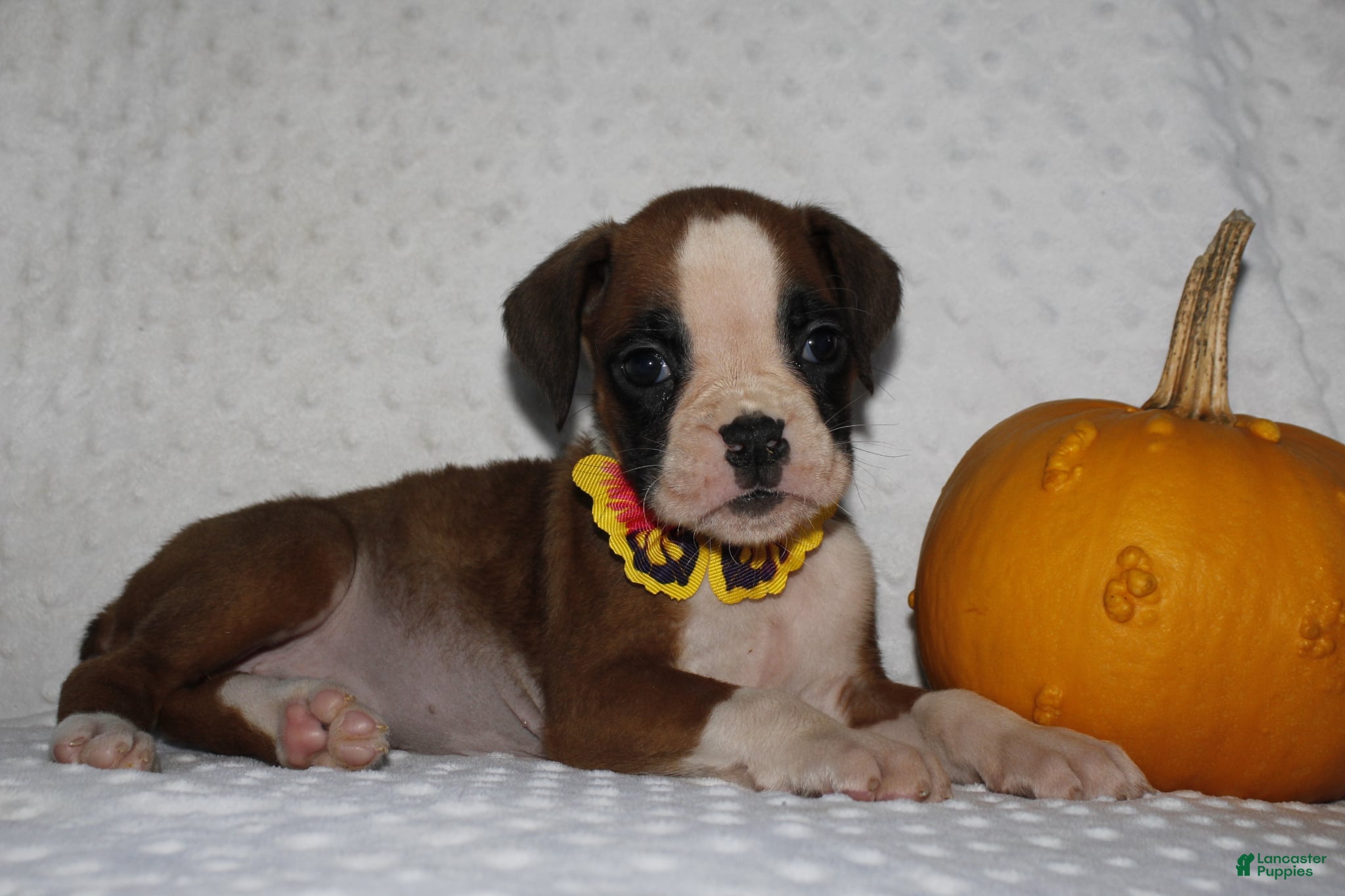 Boxer dogs Daisy - Ad 28