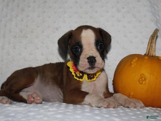 Boxer dogs Daisy - Ad 42