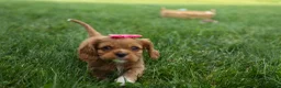 Cavalier King Charles Spaniel dogs for sale: Mocha 🐶✨ - Ad 11