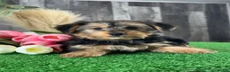 Yorkshire Terrier dogs for sale: Yeti🥤 - Ad 4