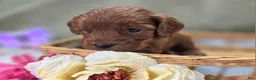 Cockapoo dogs for sale: Milan - Ad 23