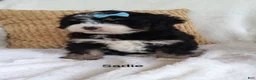 Bernedoodle dogs for sale: Bernedoodle Puppy 4 - Ad 1