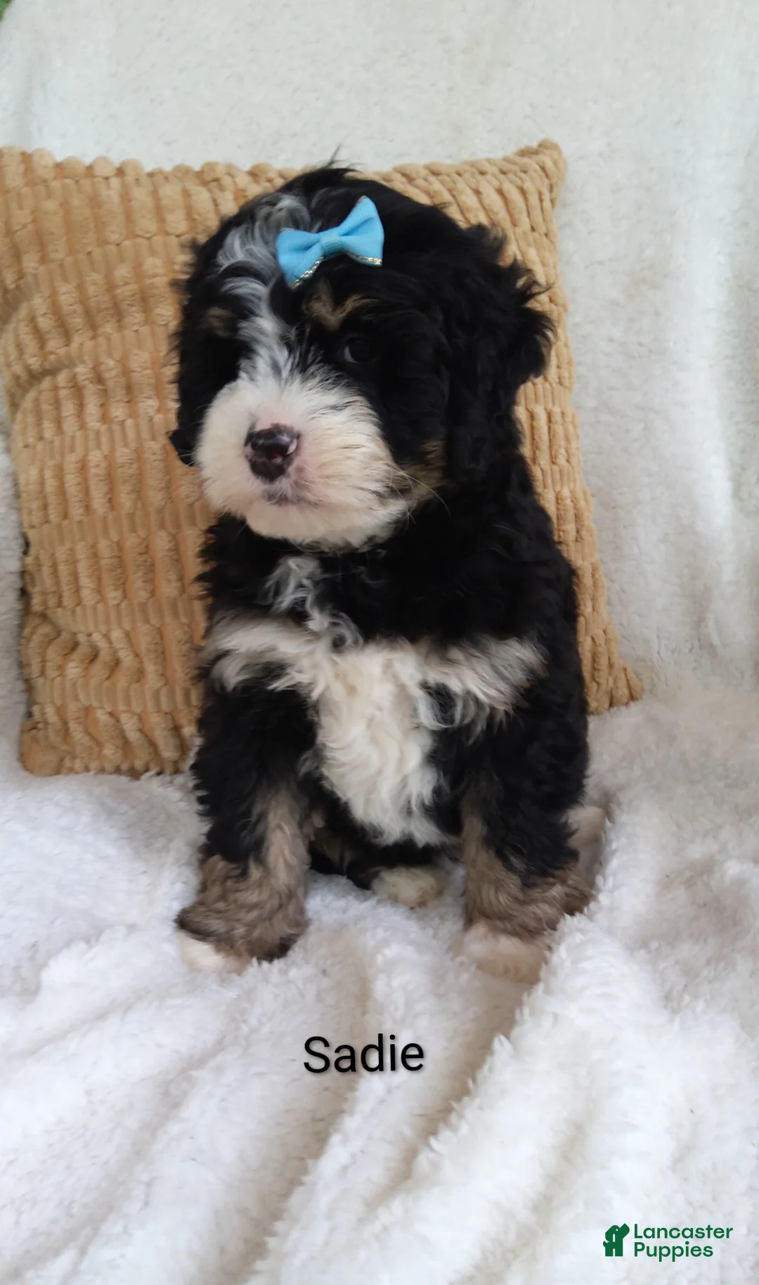 Bernedoodle dogs for sale: Bernedoodle Puppy 4 - Ad 1