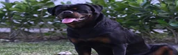 Rottweiler dogs for sale: Rottweiler 3 - Ad 3