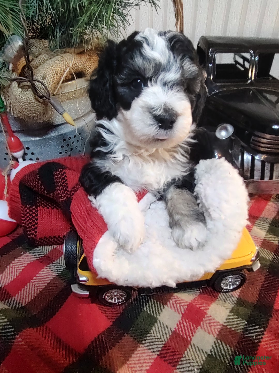 Mini Sheepadoodle dogs for sale: Pierre - Ad 9