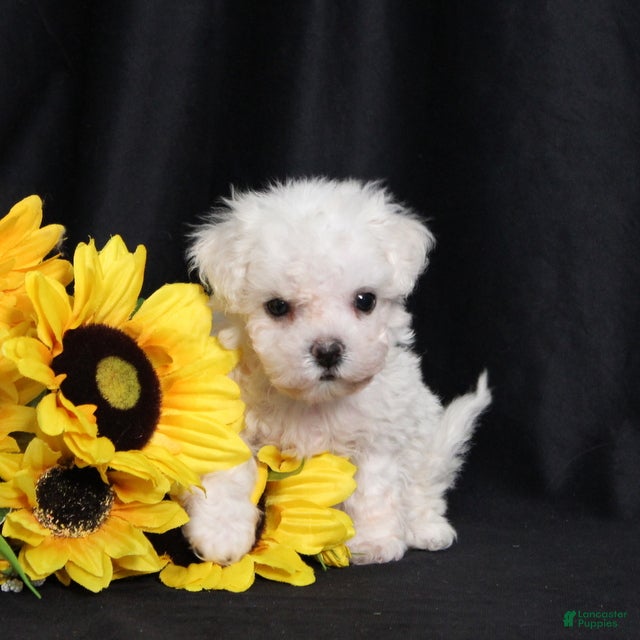 Bichon Frise dogs Kanga - Ad 2