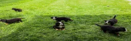 Bernese Mountain Dog dogs for sale: SPIKE - Ad 20
