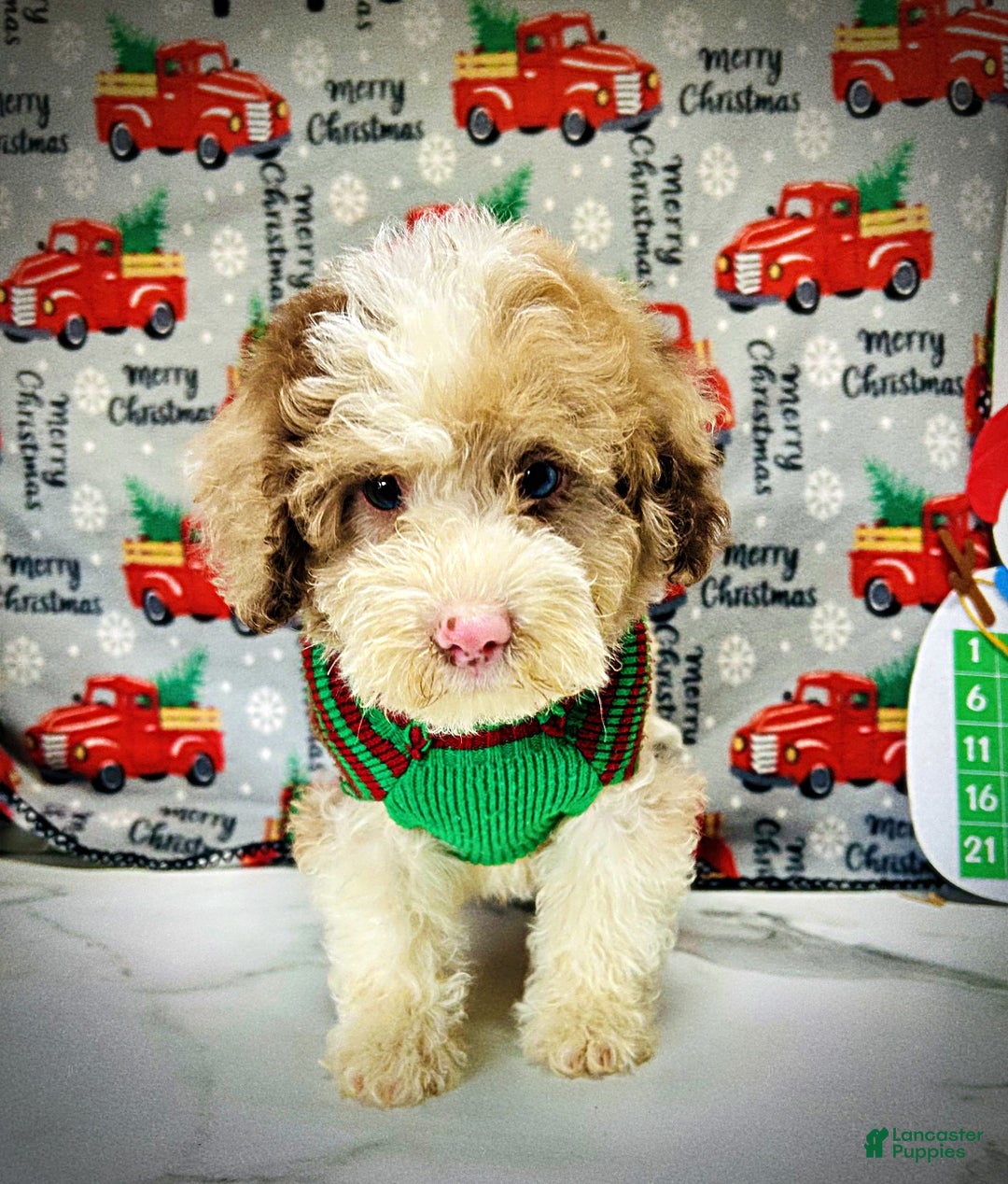 Havapoo dogs for sale: Webster - Ad 1