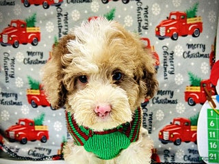 Havapoo dogs Webster - Ad 17