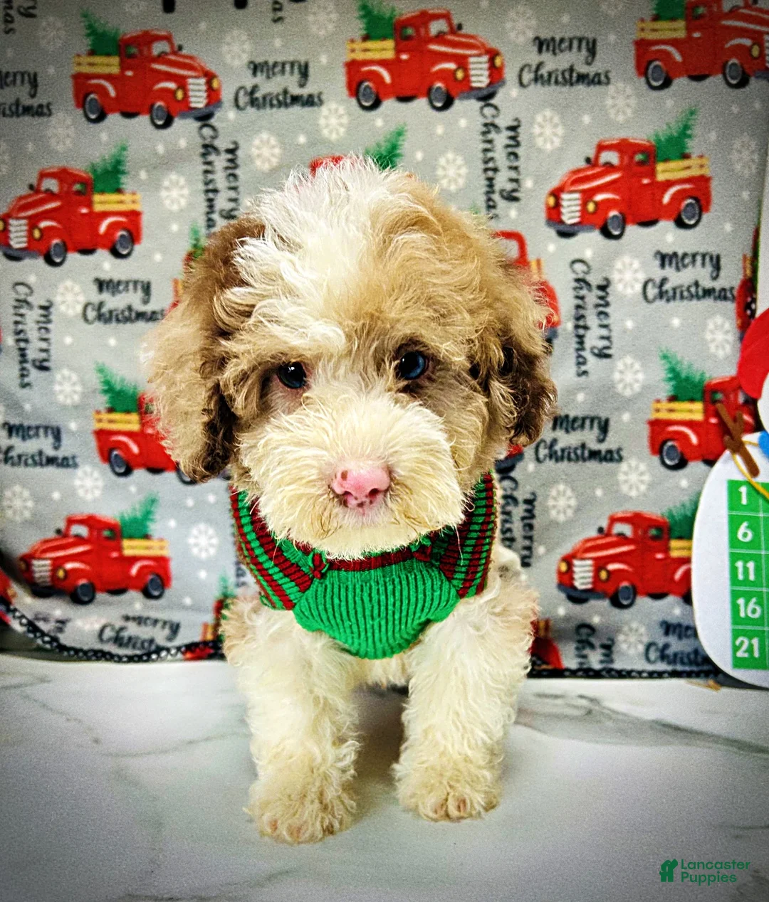 Havapoo dogs for sale: Webster - Ad 3