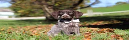 German Shorthaired Pointer dogs for sale: Angela - Ad 5