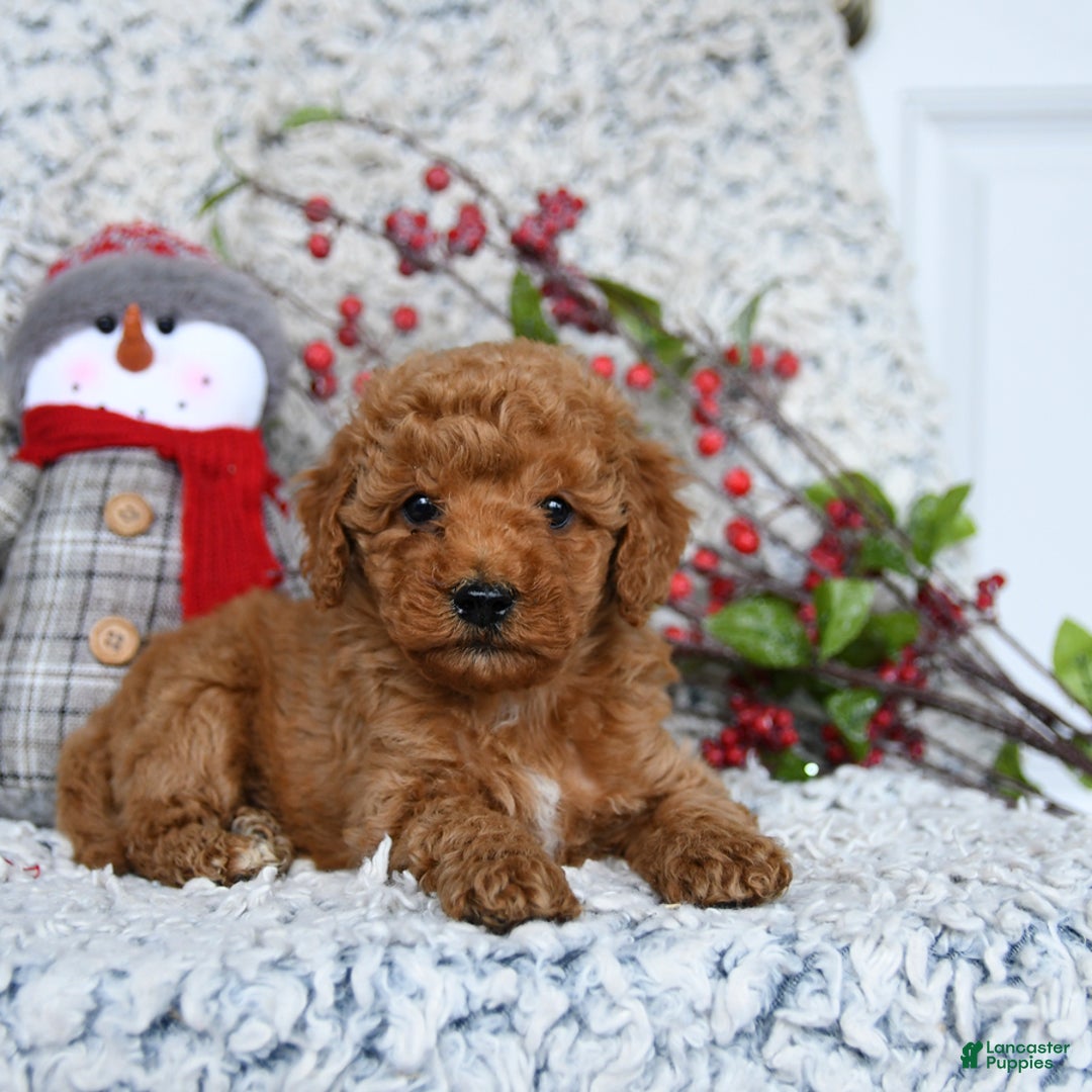 Mini Goldendoodle dogs for sale: Winter - Ad 3