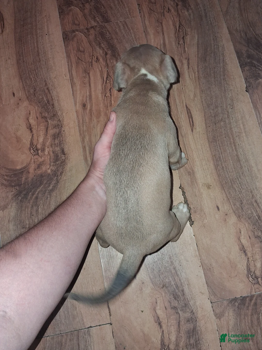 American Pit Bull Terrier dogs for sale: American Pit Bull Terrier 4 - Ad 2
