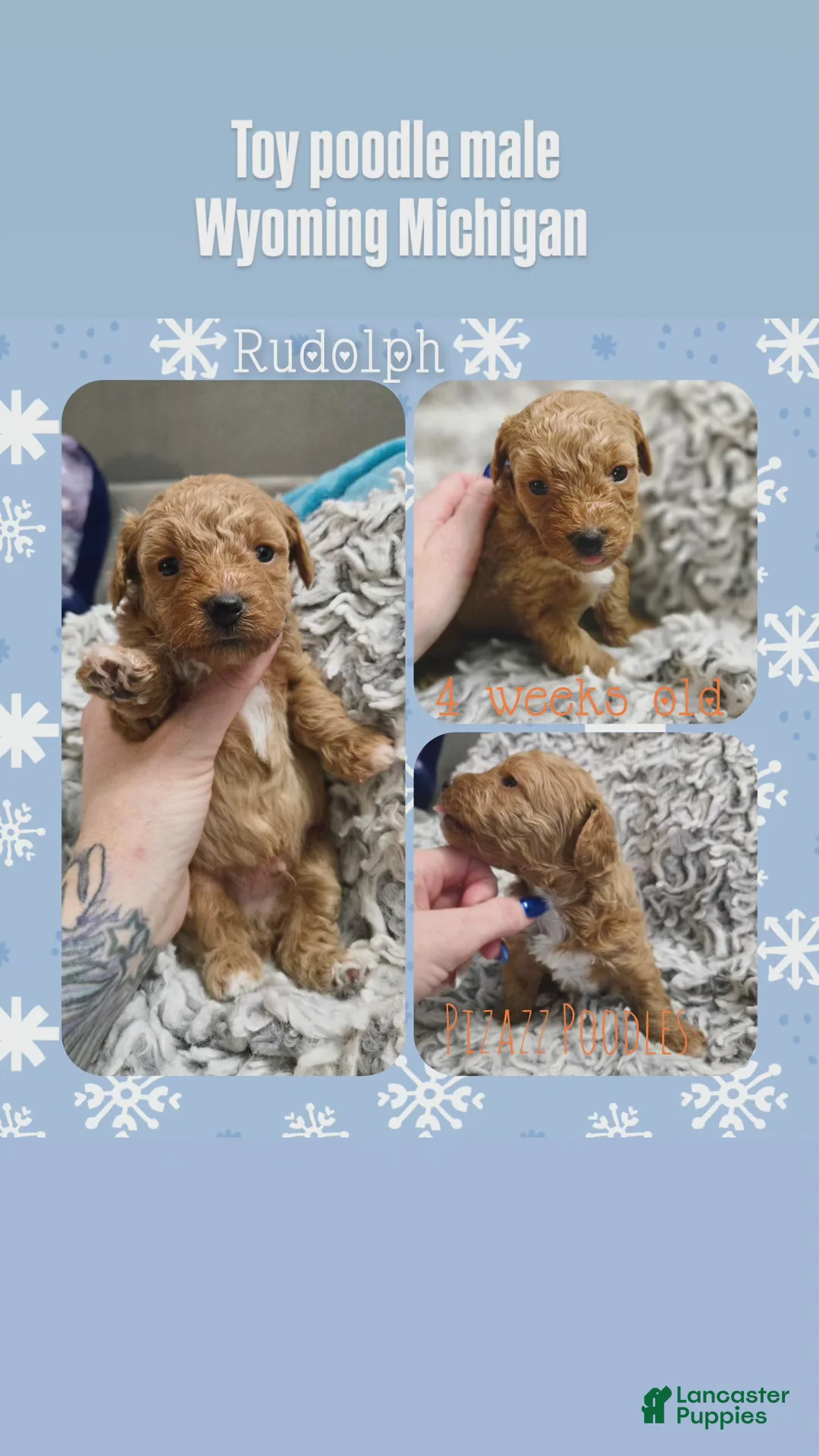 Miniature Poodle dogs for sale: Rudolph  - Ad 4