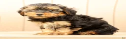 Morkie dogs for sale: DJ - Ad 8