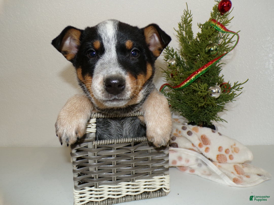 Australian Cattle Dog dogs for sale: Australian Cattle Dog Puppy 4 Jolan - Ad 3