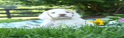 English Cocker Spaniel dogs for sale: Nibbles - Ad 2