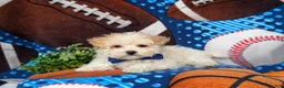 Maltipoo dogs for sale: Laim 7 lbs Full Grown - Ad 9