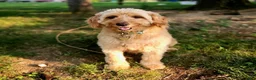 Mini Goldendoodle dogs for sale: Ginger - Ad 9