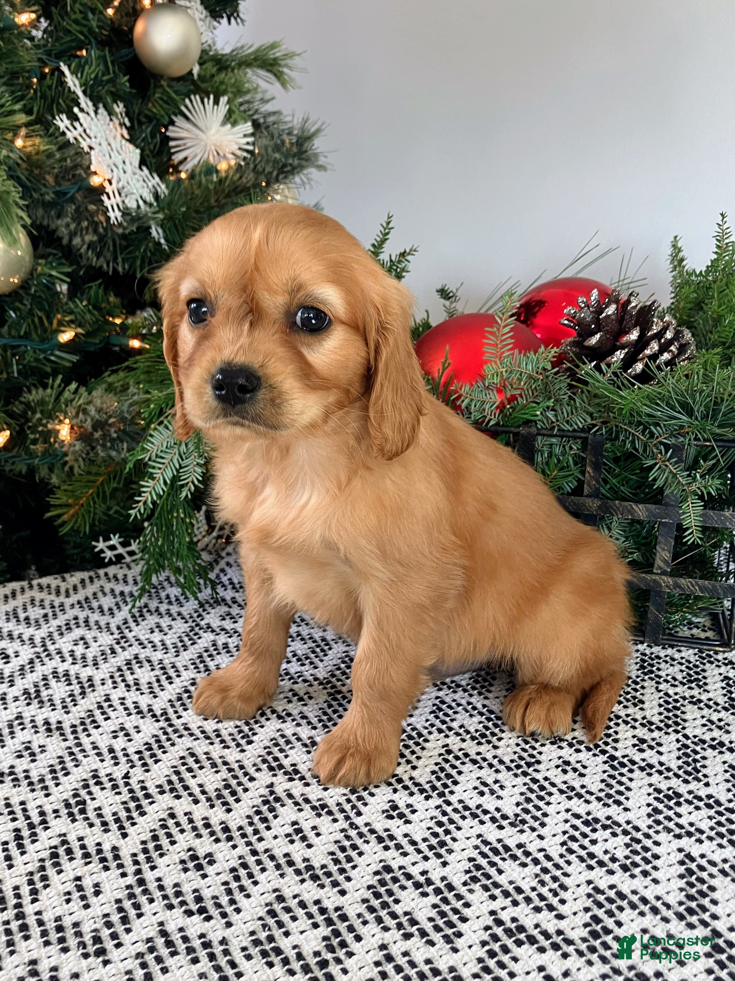 Miniature Golden Retriever dogs Louie - Ad 2