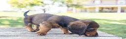 Miniature Dachshund dogs for sale: Tootsie - Ad 4