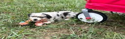 Australian Shepherd dogs for sale: Wade - Ad 4