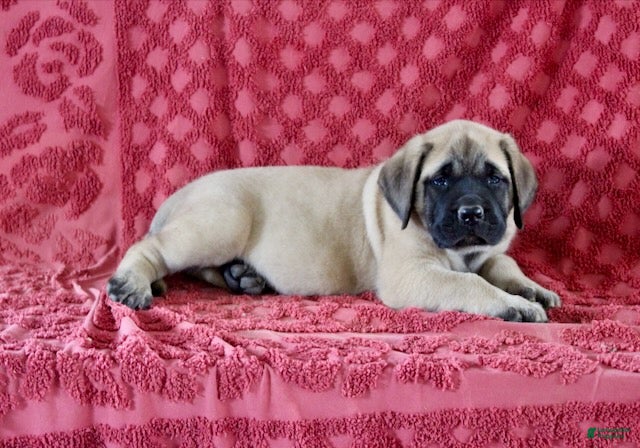 English Mastiff dogs Abner - Ad 22