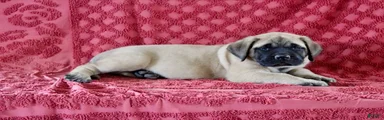 Abner