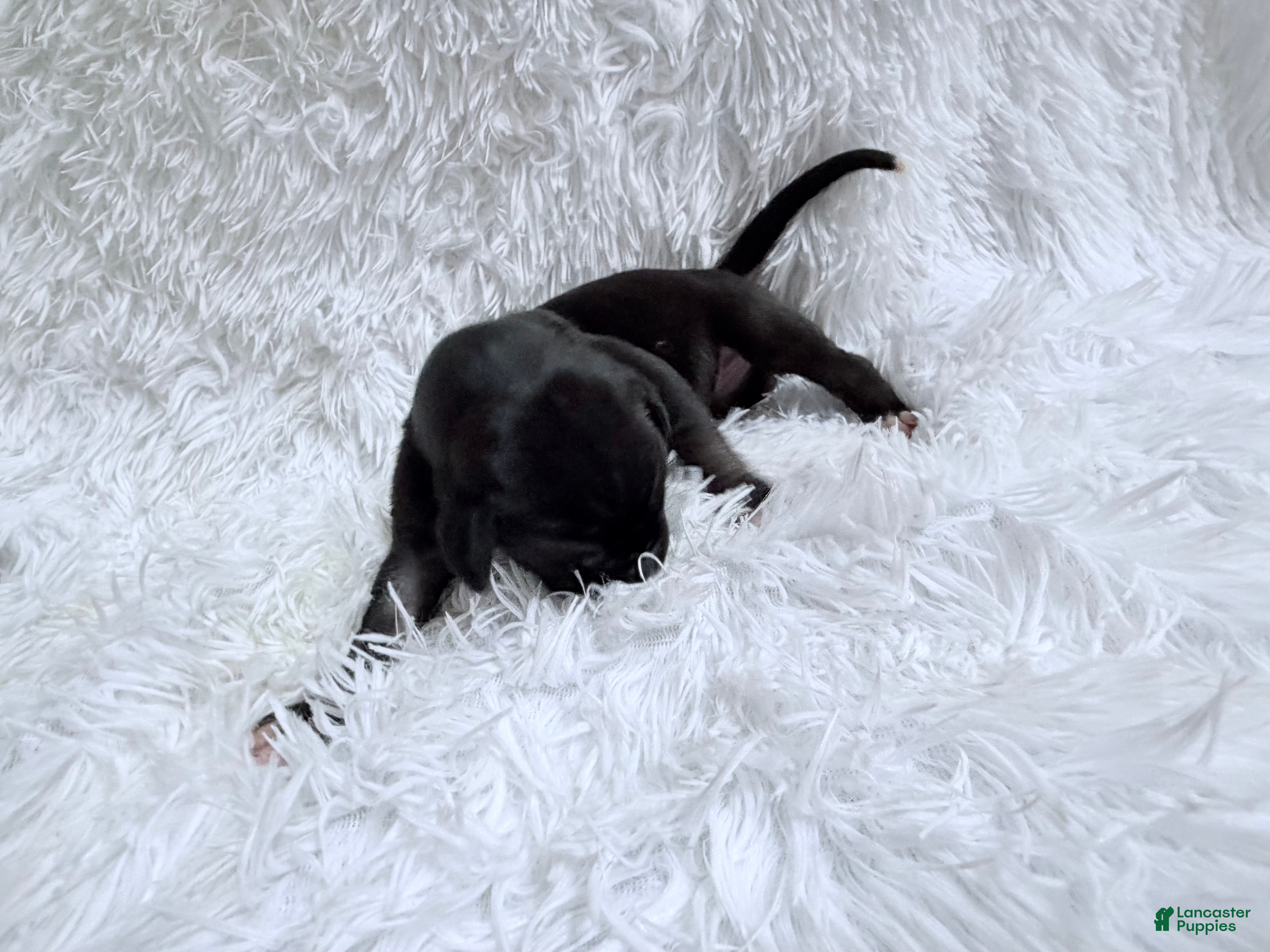 Great Dane dogs Cappuccino  - Ad 2