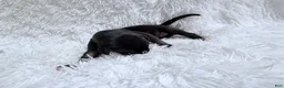 Great Dane dogs for sale: Cappuccino  - Ad 2